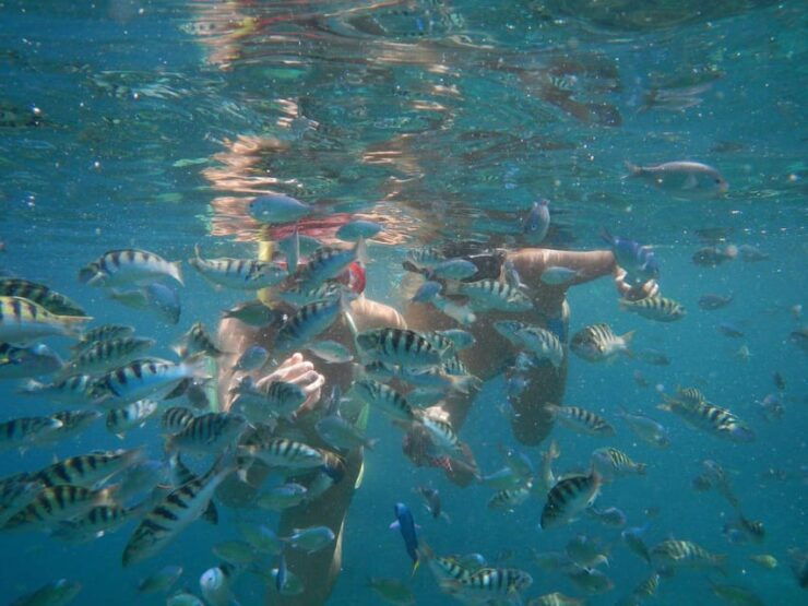 LEMBONGAN:SNORKELING 3 POINT AREA (MANTA,CRISTAL,MANGROVE) - Key Points