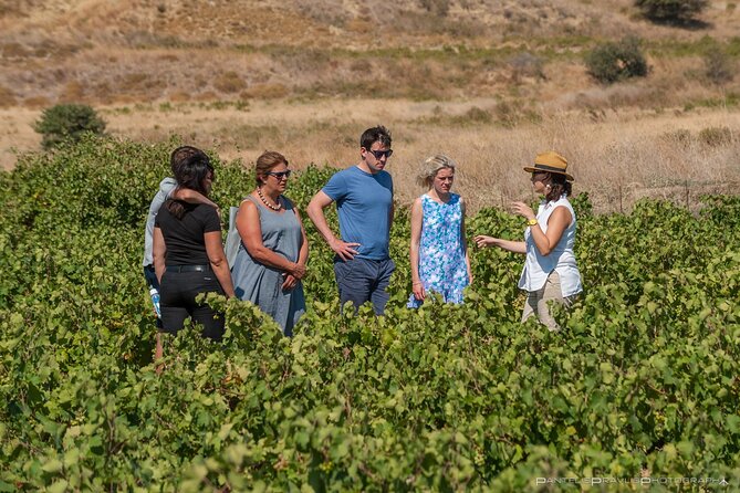 Lemnos Wine Tour - Private Tour - Vineyard Visits