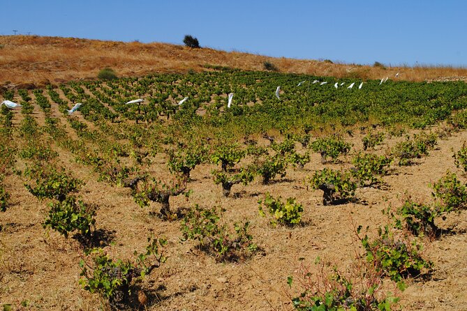 Lemnos Wine Tour - Private Tour - Local Wine Varieties
