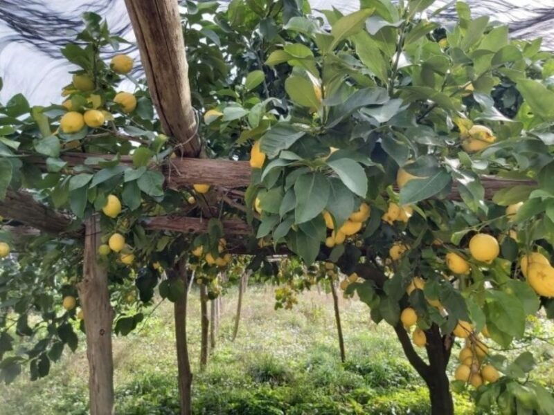 Lemon Experience With Limoncello Demonstration - Good To Know