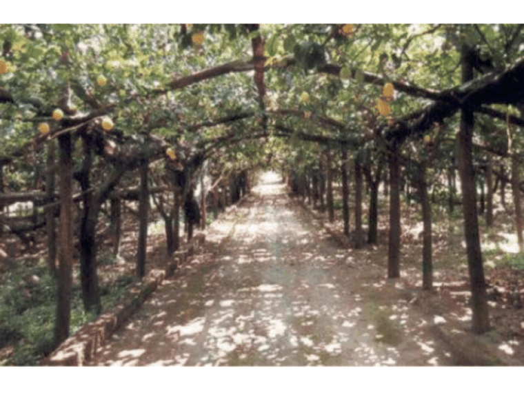Lemon Experience With Limoncello Demonstration - Understanding Lemon Cultivation