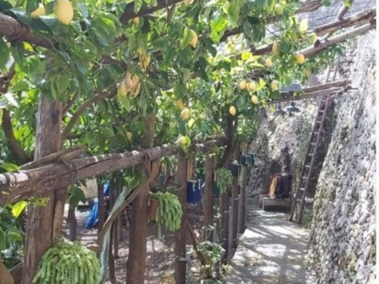 Lemon Experience With Limoncello Demonstration - Secrets of Limoncello Production