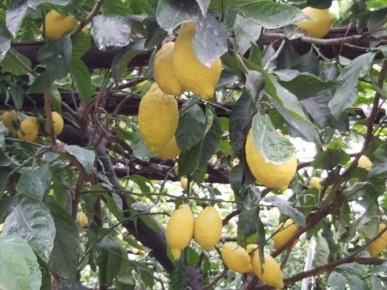 Lemon Experience With Limoncello Demonstration - Customer Feedback and Reviews