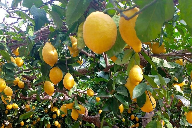 Lemon Path Hike - Amalfi Coast - Cancellation Policy