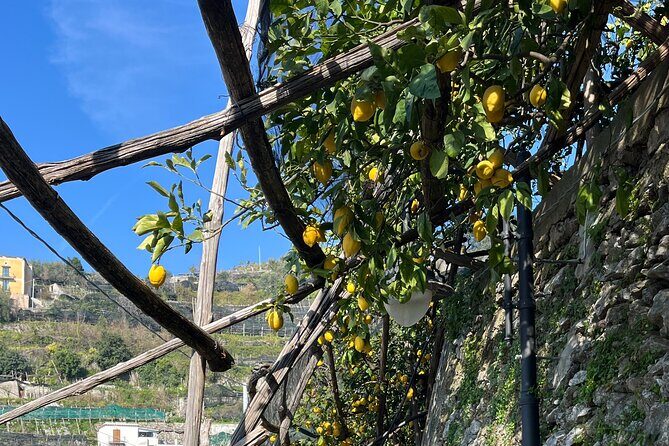 Lemon Path Tour with Tasting Session and Transfer from Positano - Detailed Breakdown of the Itinerary