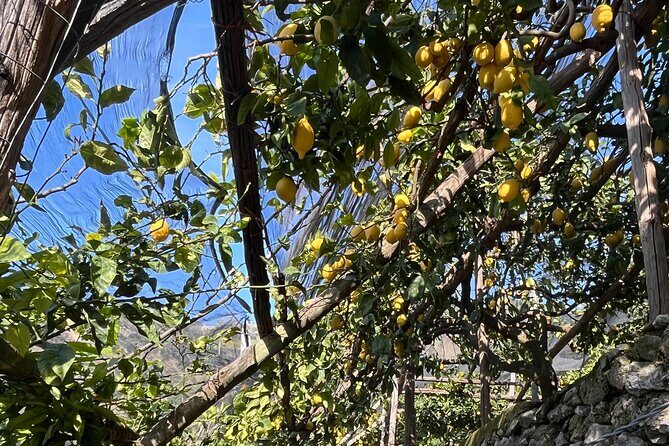 Lemon Path Tour with Tasting Session and Transfer from Positano - Final Thoughts: Who Is This Tour For?