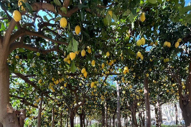 Lemon Path Tour with Tasting Session and Transfer from Positano - Final Word