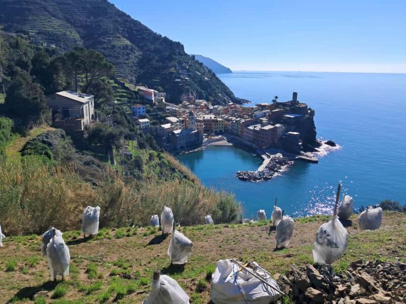 Lemon tour with limoncino and wine tasting in Vernazza (Cinque Terre) - Good To Know