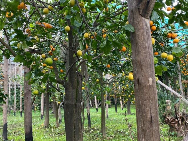 Lemon Tour With Lunch/Dinner - Tour Highlights