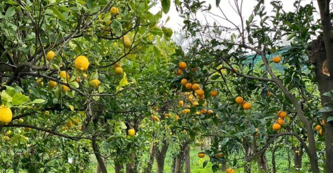 Lemon Tour With Lunch/Dinner - Frequently Asked Questions