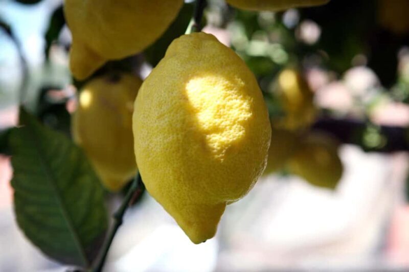 Lemons & Breathtaking Views: Amalfi Monumental Garden Tour - Lemons & Breathtaking Views: Amalfi Monumental Garden Tour