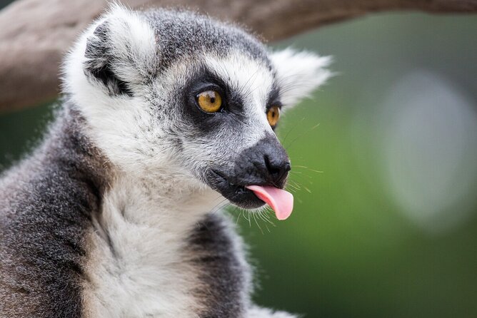 Lemur Experience at Melbourne Zoo - Whats Included