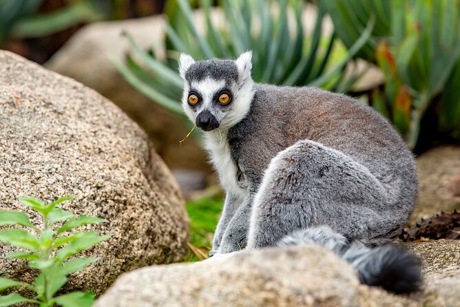 Lemur Experience at Melbourne Zoo - The Sum Up