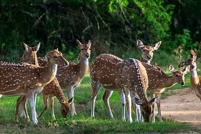 Leopard Half Day Yala National Park Eleven Safari - An Overview of the Safari Experience