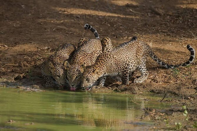 Leopard Half Day Yala National Park Eleven Safari - Price and Value
