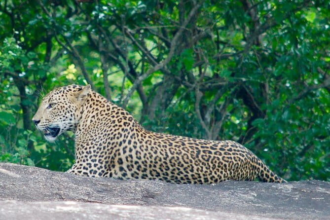 Leopard Half Day Yala National Park Eleven Safari - What You Need to Know