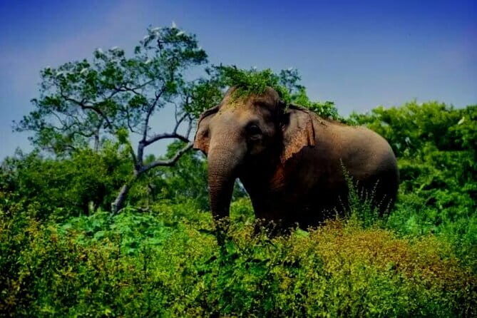 Leopard Half Day Yala National Park Eleven Safari - FAQs