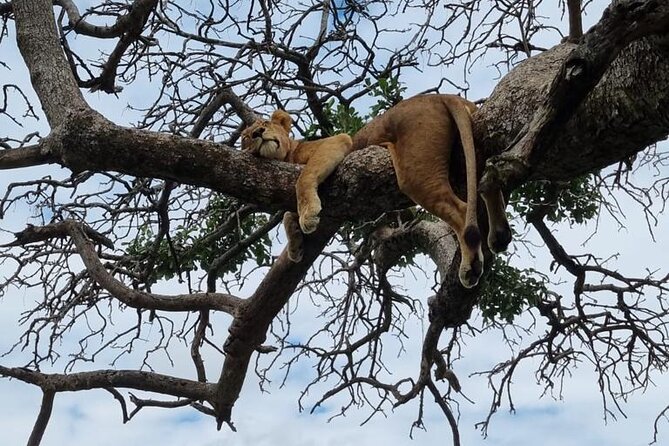 Leopard Luxury Safari in Tanzania - Tour Inclusions