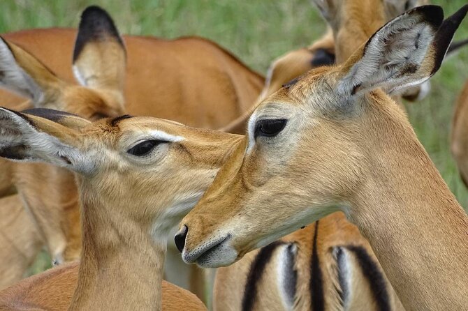 Leopard Luxury Safari in Tanzania - Pickup Information