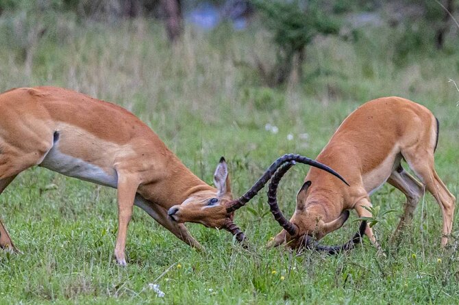 Leopard Luxury Safari in Tanzania - What To Expect