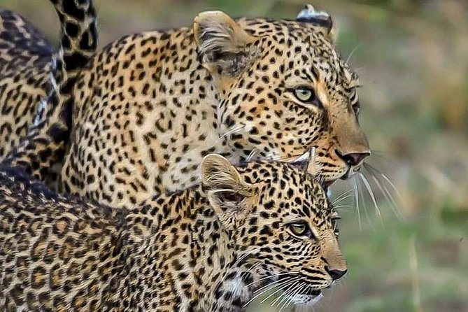 Leopard Safari in 4x4 Vehicle in Jhalana Park Including Transfers - Good To Know