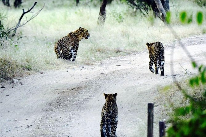 Leopard Safari in 4x4 Vehicle in Jhalana Park Including Transfers - Inclusions and Amenities