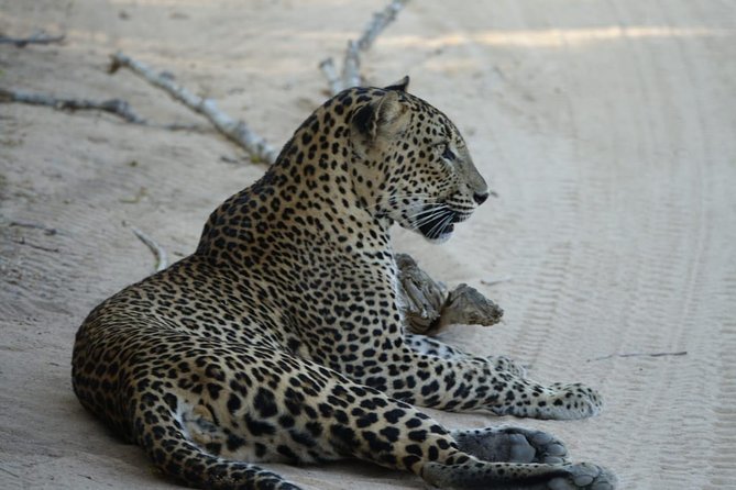 Leopard Safari in 4x4 Vehicle in Jhalana Park Including Transfers - Tour Considerations