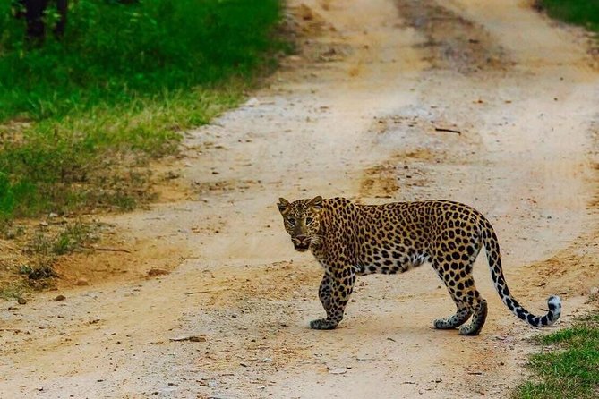 Leopard Safari in 4x4 Vehicle in Jhalana Park Including Transfers - Customer Reviews