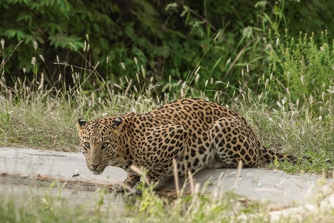 Leopard Safari in 4x4 Vehicle in Jhalana Park Including Transfers - Frequently Asked Questions