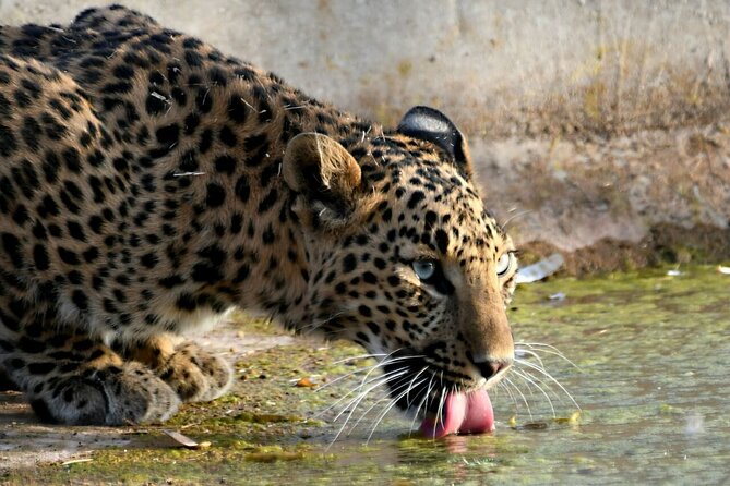 Leopard Wildlife Safari at Amagarh Park Including Transfers - Good To Know