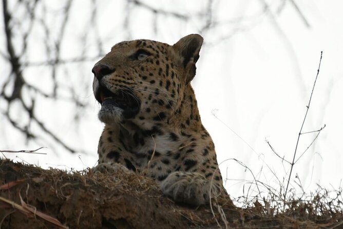 Leopard Wildlife Safari at Amagarh Park Including Transfers - Included Services