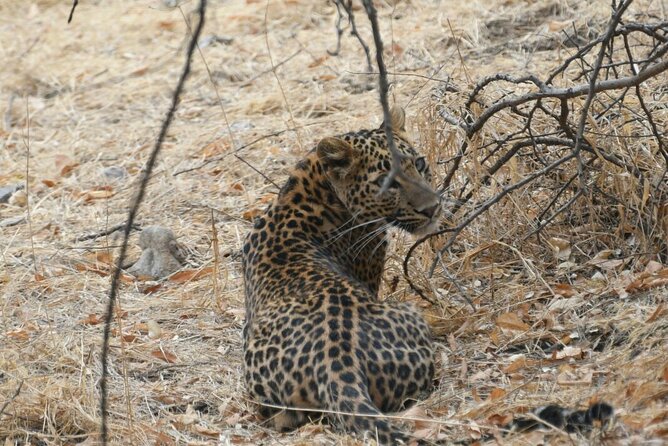 Leopard Wildlife Safari at Amagarh Park Including Transfers - Nahargarh Fort Visit