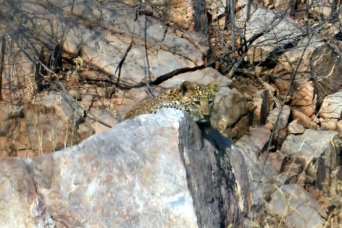 Leopard Wildlife Safari at Amagarh Park Including Transfers - Jal Malal Sightseeing