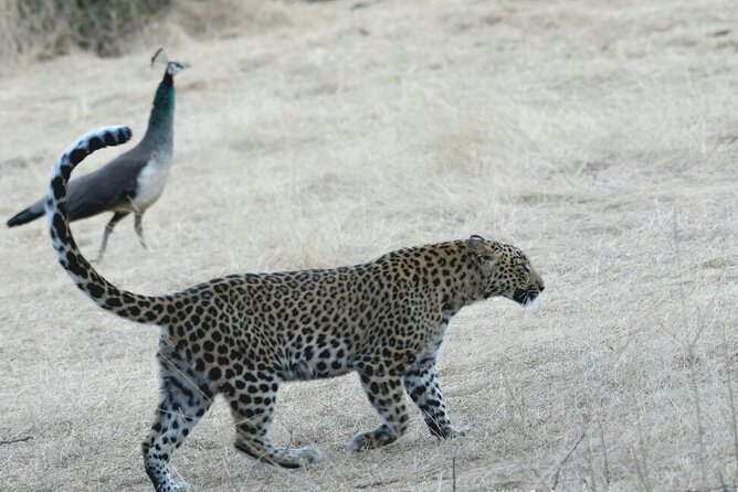 Leopard Wildlife Safari at Amagarh Park Including Transfers - Additional Tour Information