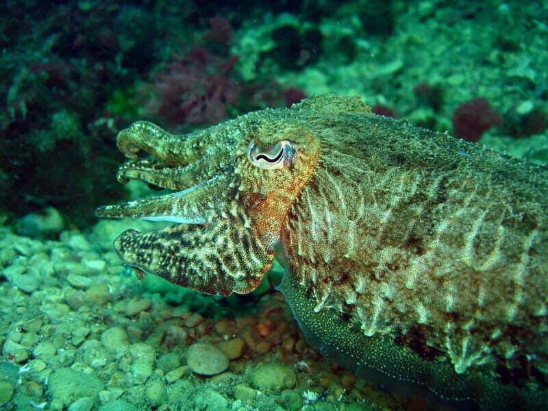 L'Escala: Introductory diving in the Montgri Nature Reserve - An In-Depth Look at the Experience