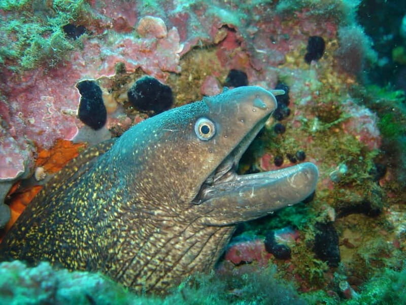 L'Escala: Introductory diving in the Montgri Nature Reserve - What Reviewers Say