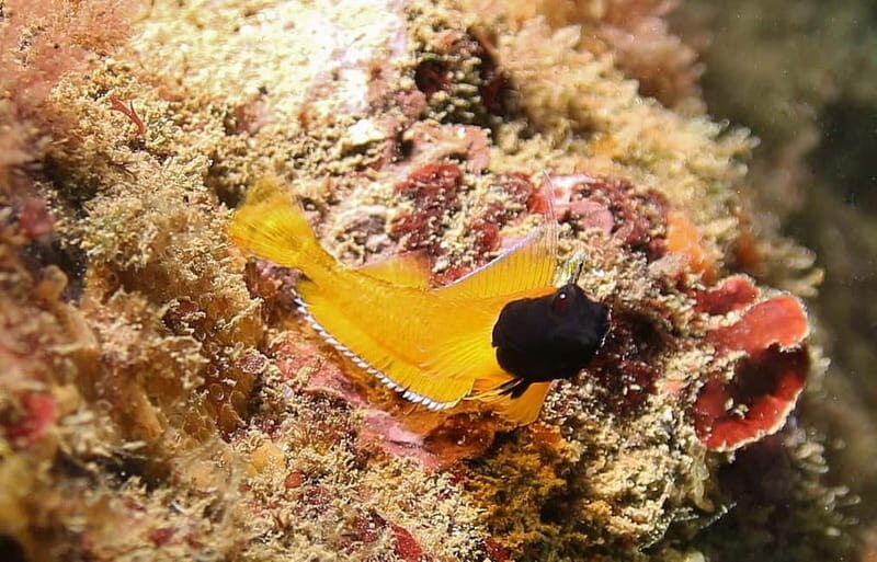 L'Escala: Introductory diving in the Montgri Nature Reserve - The Sum Up