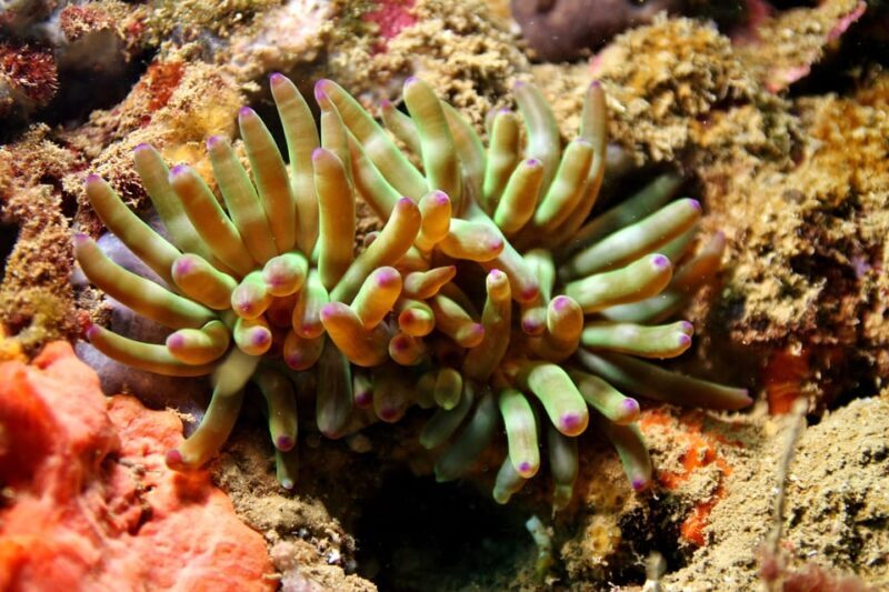 L'Escala: Introductory diving in the Montgri Nature Reserve - FAQs