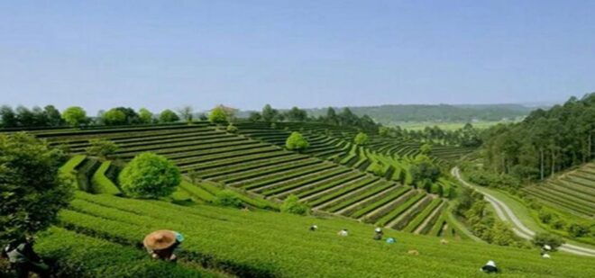 Leshan Buddha, Tea House&Mt. Emei 2 Days Private Tour - Itinerary