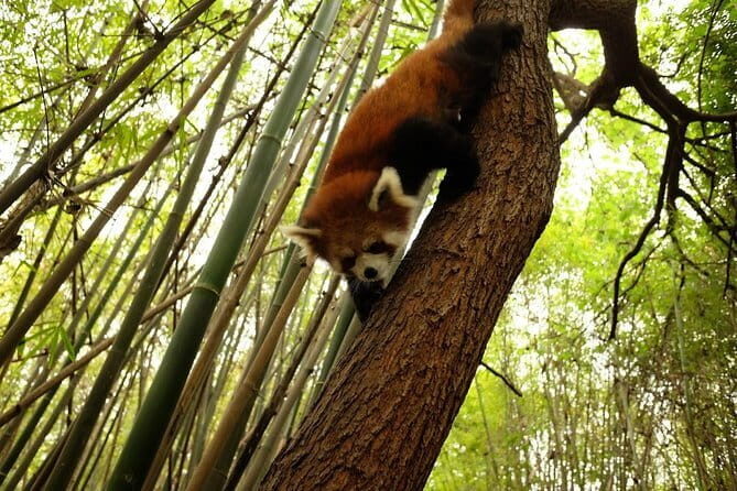 Leshan Giant Buddha and Oriental Buddha park one day tour - The Itinerary in Detail