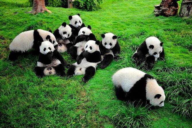 Leshan Giant Buddha day tour with tea Tasting Terrace view - The Sum Up: Is This Tour Worth It?