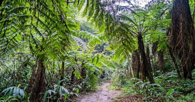 Leshan Giant Buddha Private Tour & Jurassic Expedition - Good To Know