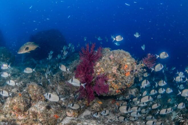 Lestartit: Medes Islands Cruise With Guided Snorkeling - Language Options