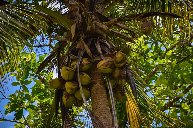 Lets Do Hiking in Punta Cana - Common Questions