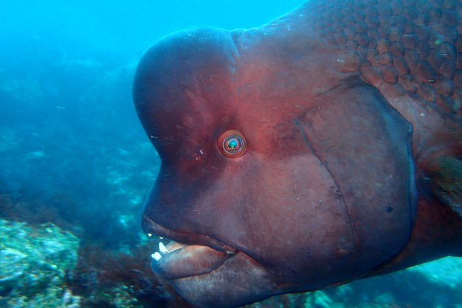 Let'S Enjoy Scuba Diving in Izu Oceanic Park Izu Peninsula for Certificate Diver - What to Expect