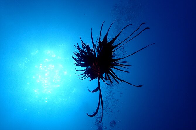 Let'S Enjoy Scuba Diving in Izu Oceanic Park Izu Peninsula for Certificate Diver - Common Questions