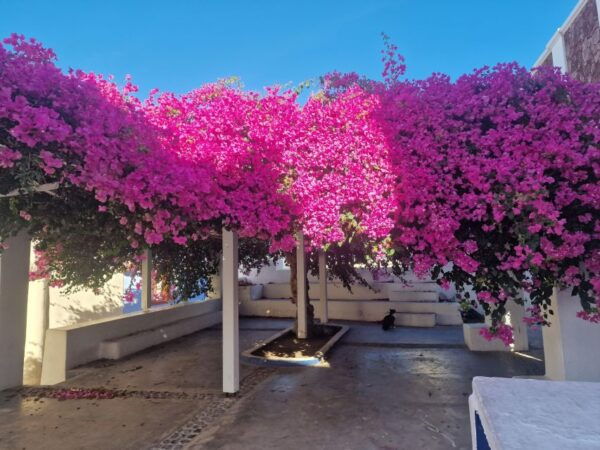 Let's Explore The North Part of Santorini - The Sum Up