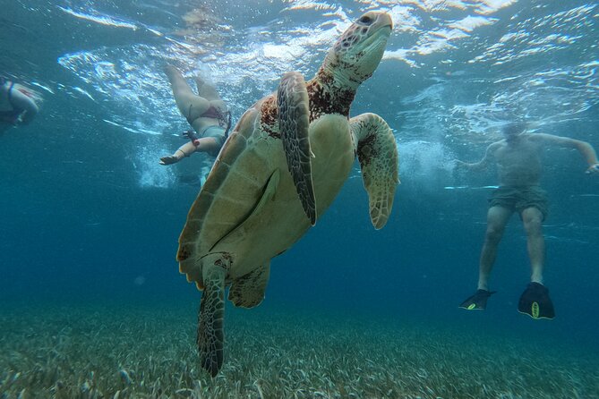 Lets Snorkel Hol Chan the Best Marine Reserve in Belize - Meeting Point and Tour Details