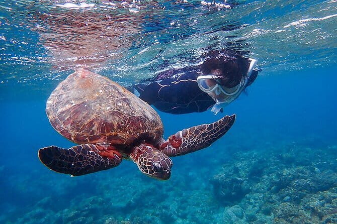 Let's swim with sea turtles in Yakushima!Snorkeling Tour - FAQ