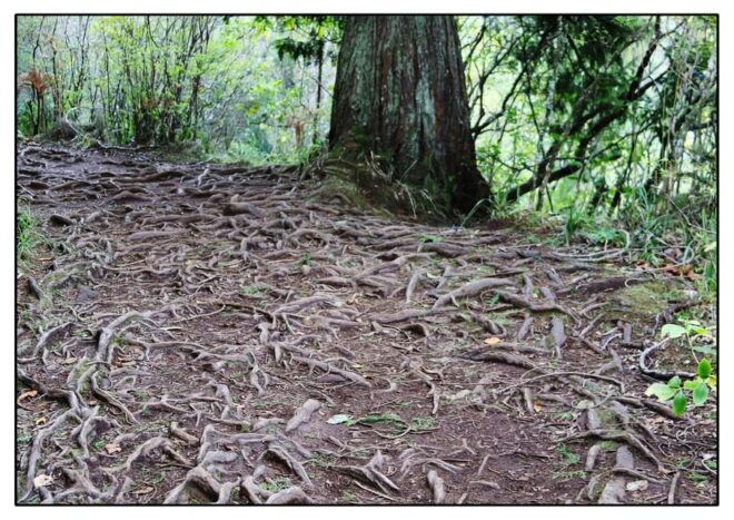 Levada Walk Pico Das Pedras/ Queimadas/ Caldeirão Verde - Restrictions